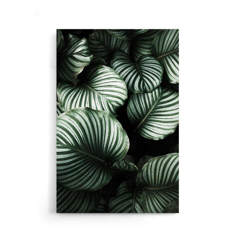 Poster Tropische Bladeren