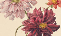 Wanddecoratie Aphrodite