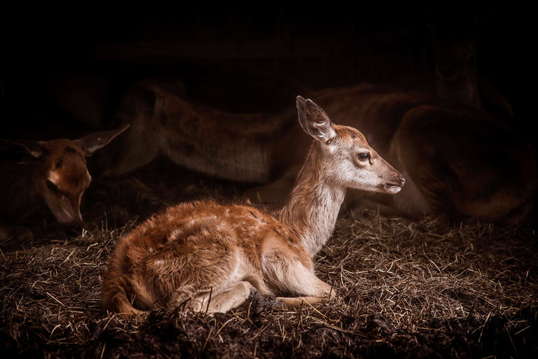Wanddecoratie Bambi