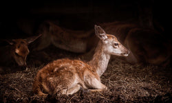 Wanddecoratie Bambi
