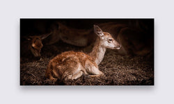 Wanddecoratie Bambi