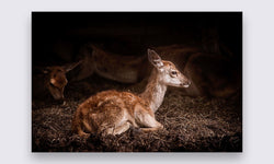 Wanddecoratie Bambi