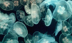 Wanddecoratie Blue Jellyfish
