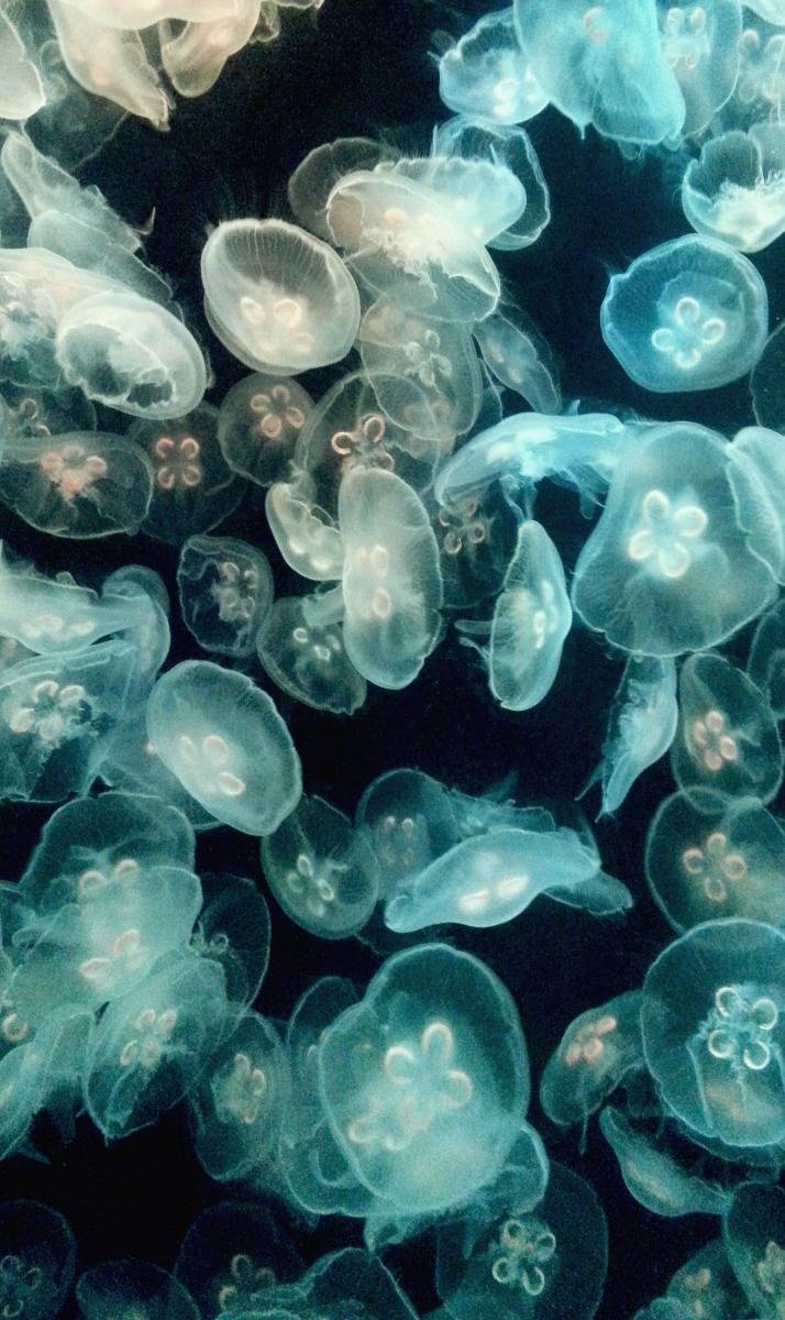 Wanddecoratie Blue Jellyfish