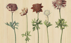 Wanddecoratie Botanical