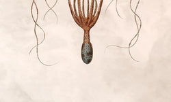 Wanddecoratie Botanical Octo