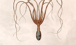Wanddecoratie Botanical Octopus