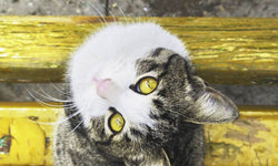 Wanddecoratie Cat