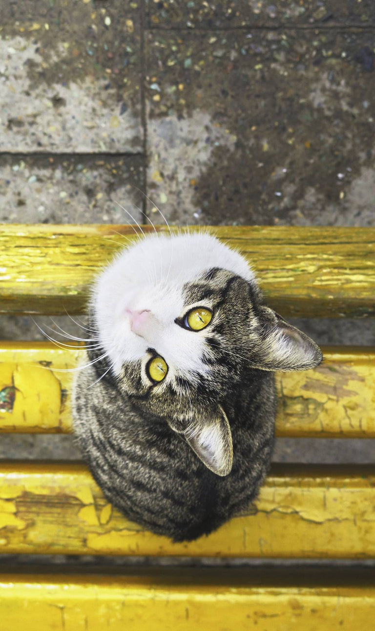 Wanddecoratie Cat