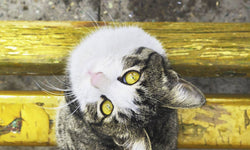 Wanddecoratie Cat