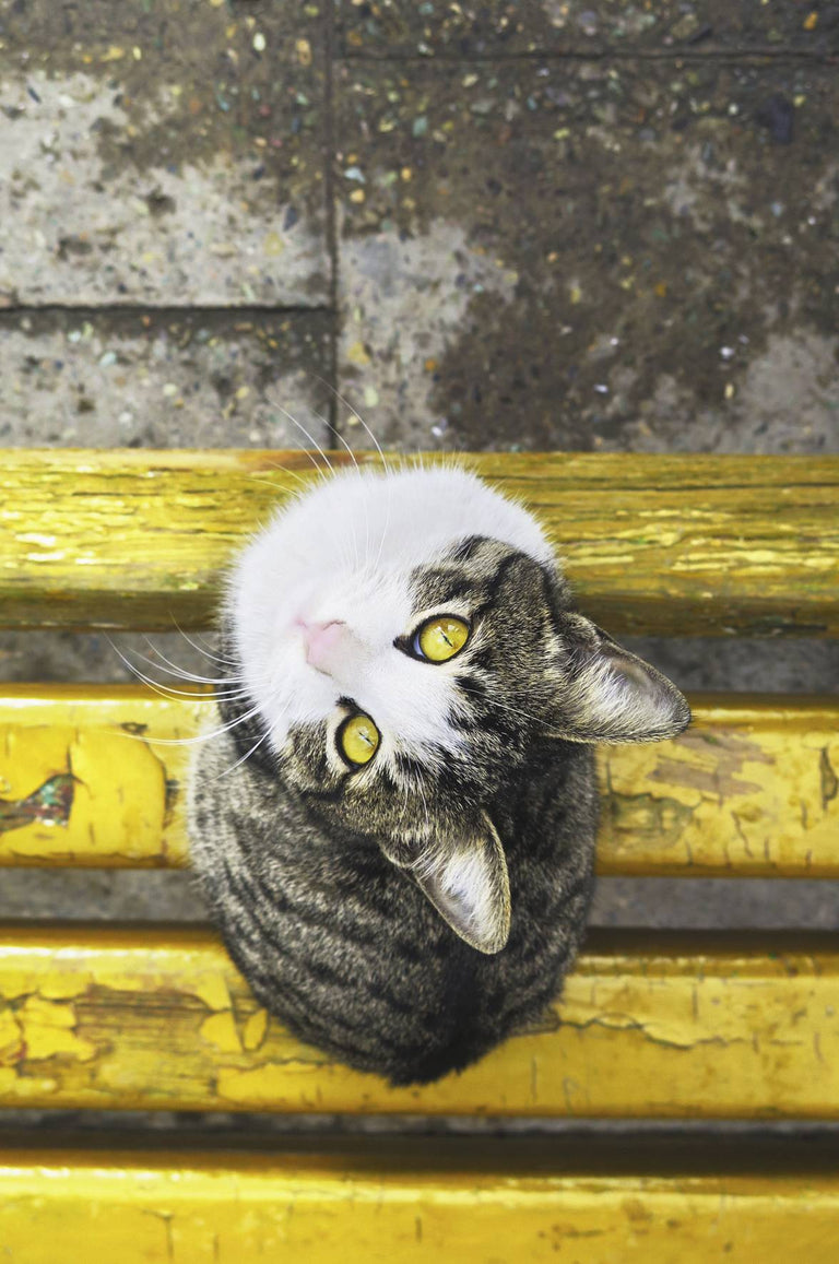 Wanddecoratie Cat