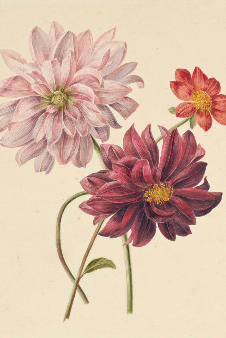 Wanddecoratie Dahlias