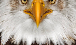 Wanddecoratie Eagle