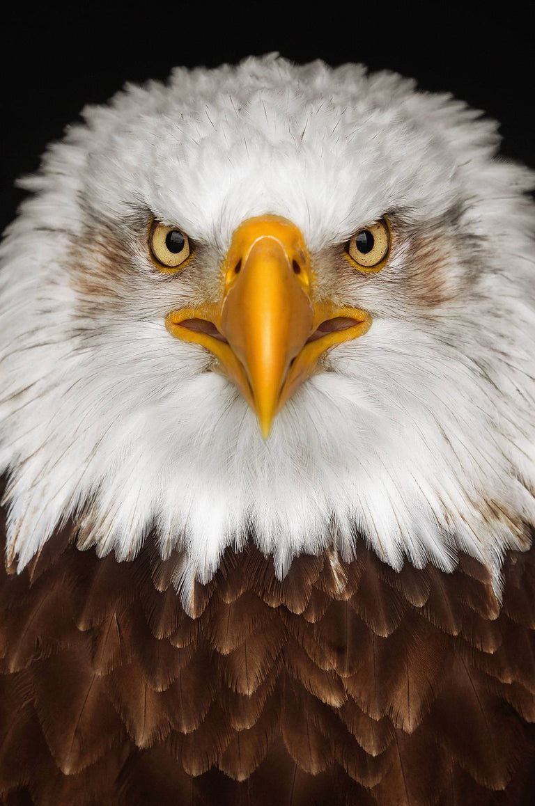 Wanddecoratie Eagle