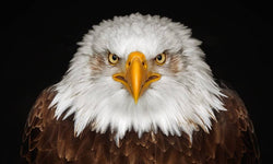 Wanddecoratie Eagle