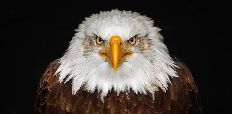 Wanddecoratie Eagle