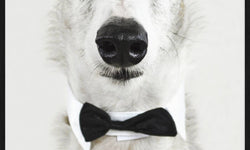 Wanddecoratie Face Dog