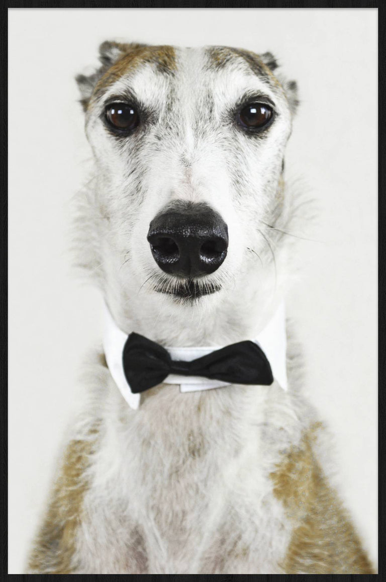 Wanddecoratie Face Dog