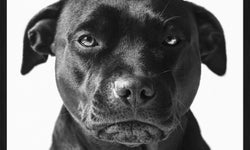Wanddecoratie Faces Dog