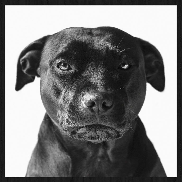 Wanddecoratie Faces Dog