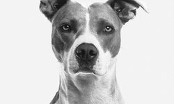 Wanddecoratie Faces My Dog