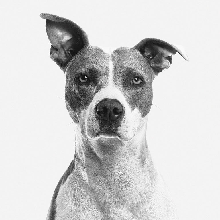 Wanddecoratie Faces My Dog
