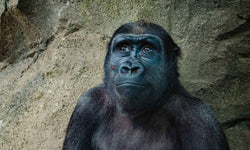 Wanddecoratie Gorilla