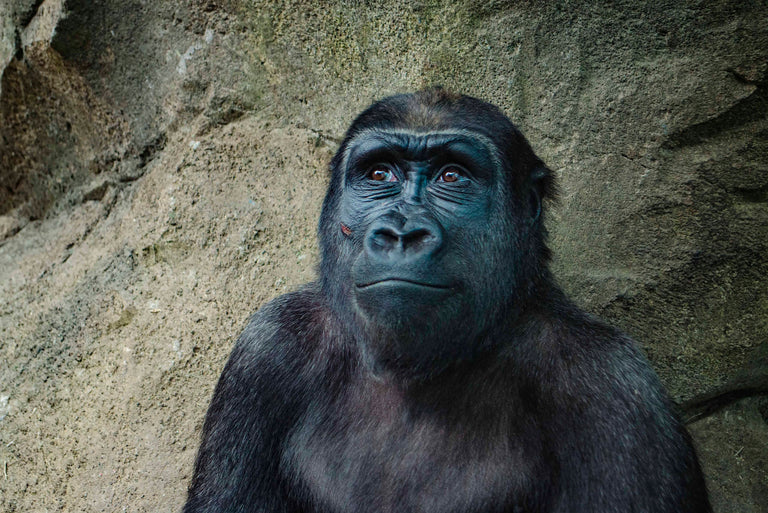 Wanddecoratie Gorilla