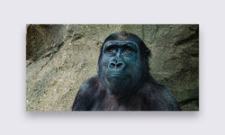 Wanddecoratie Gorilla