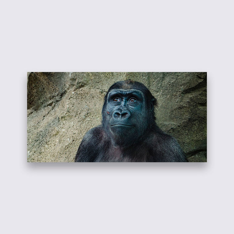 Wanddecoratie Gorilla