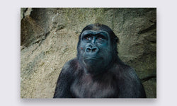 Wanddecoratie Gorilla