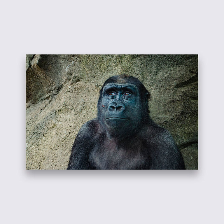 Wanddecoratie Gorilla