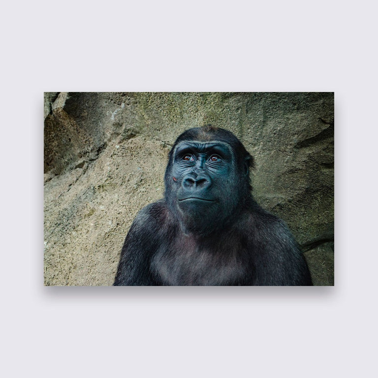 Wanddecoratie Gorilla