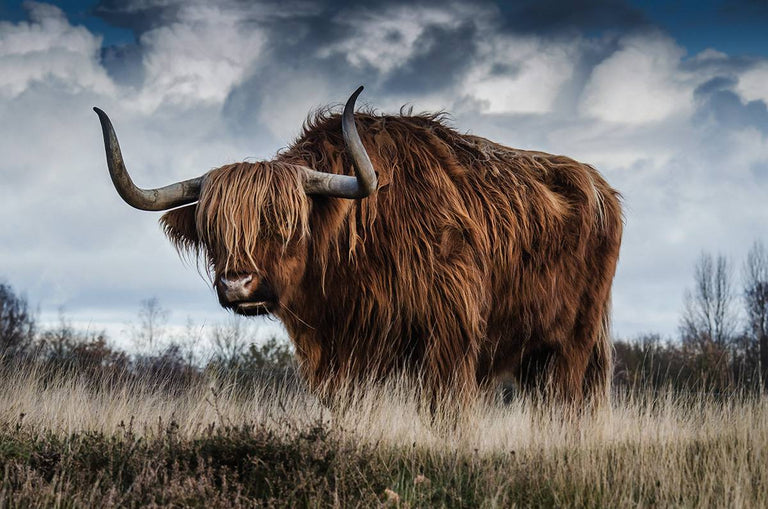 Wanddecoratie Highland