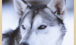 Wanddecoratie Husky