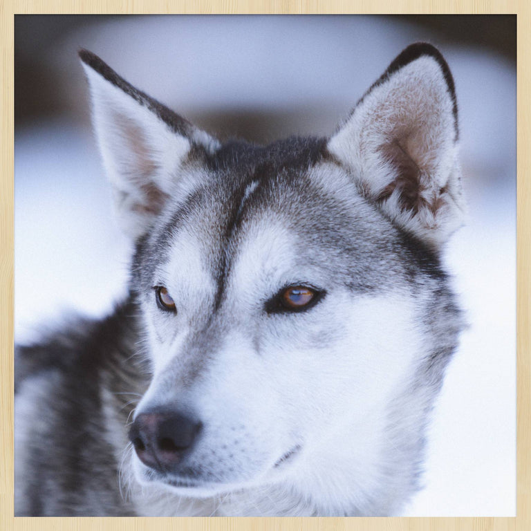 Wanddecoratie Husky