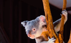 Wanddecoratie Koala