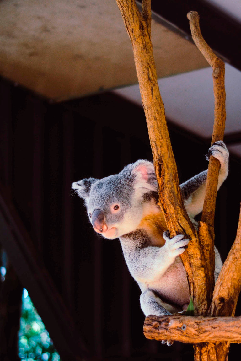 Wanddecoratie Koala