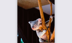 Wanddecoratie Koala