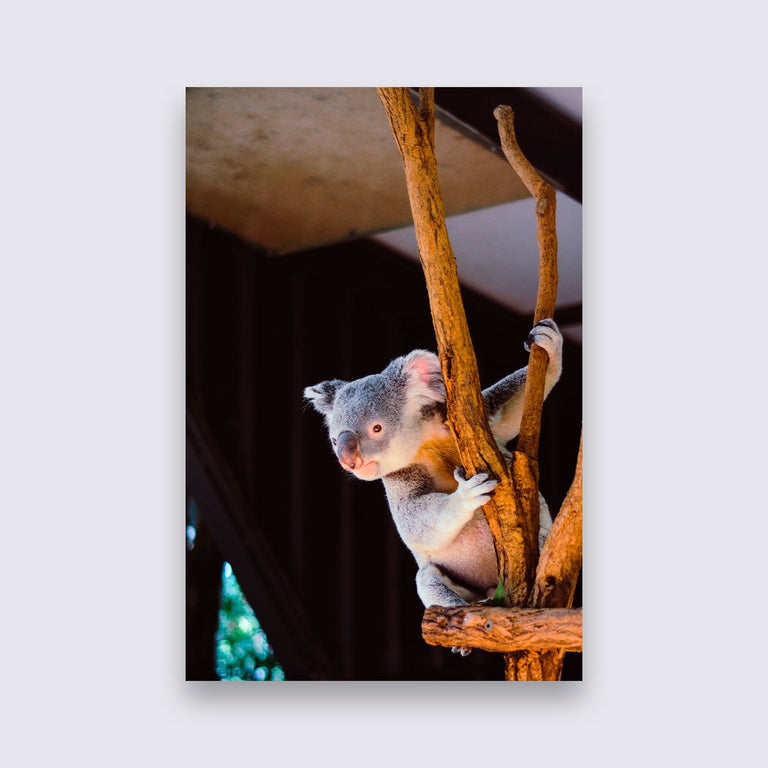 Wanddecoratie Koala
