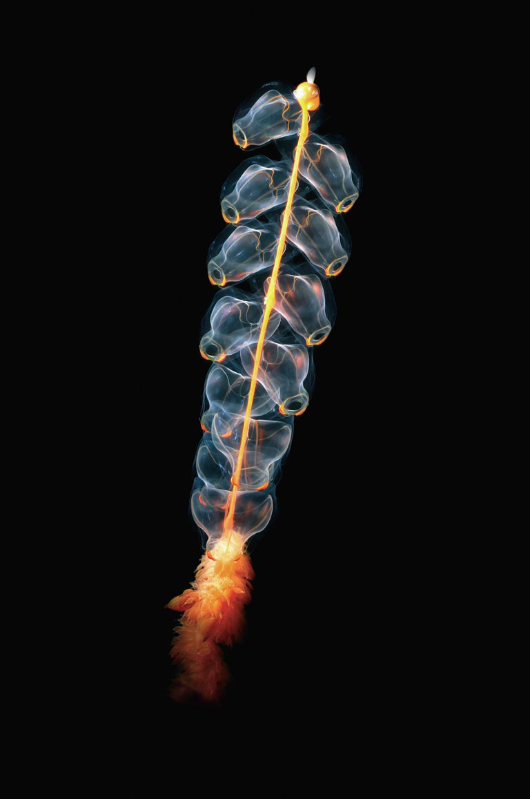 Wanddecoratie Marrus Orthocanna