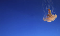 Wanddecoratie Pastel Jellyfish