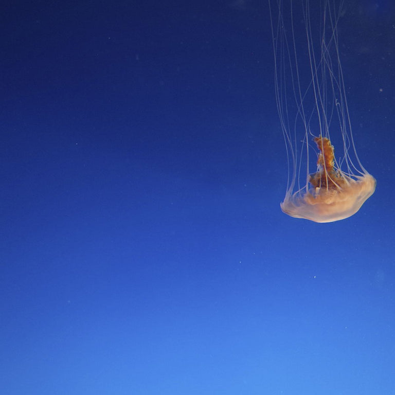 Wanddecoratie Pastel Jellyfish