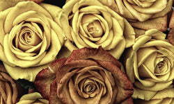 Wanddecoratie Pastel Roses