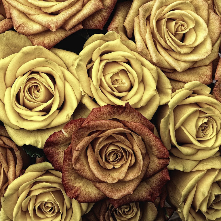 Wanddecoratie Pastel Roses