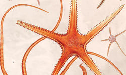 Wanddecoratie Pastel Seastars
