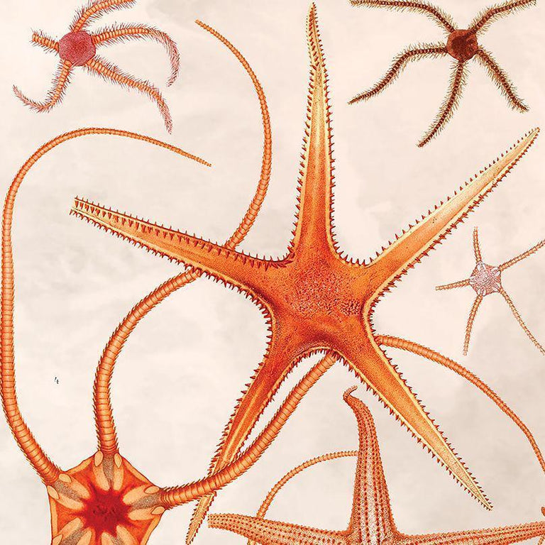 Wanddecoratie Pastel Seastars
