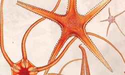 Wanddecoratie Pastel Star