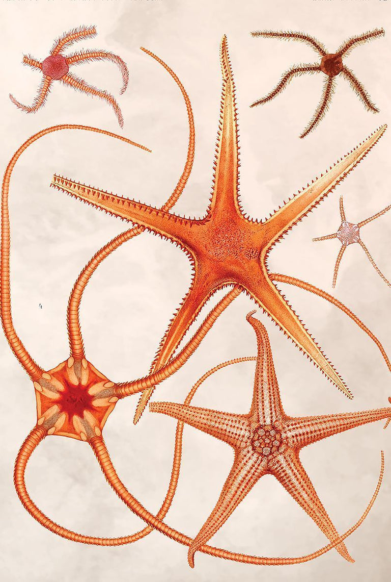 Wanddecoratie Pastel Star