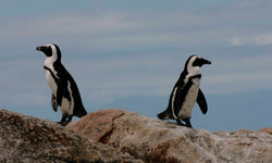 Wanddecoratie Pinguin